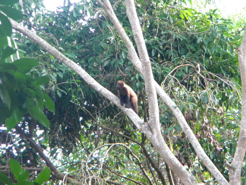 Pela manhã sempre tem a visita dos macacos no Camping