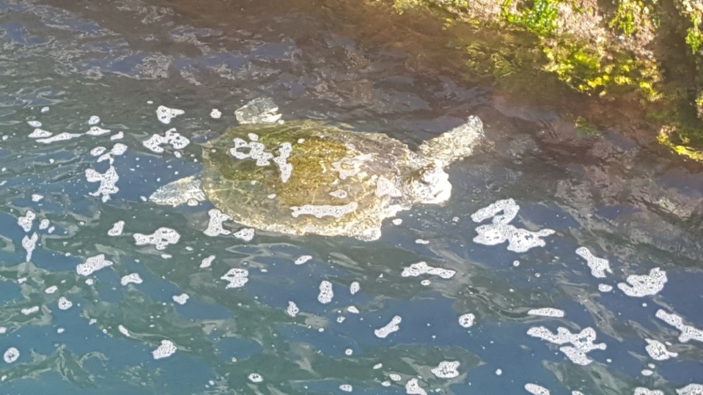 Visita da tartaruga em quanto escalavamos.