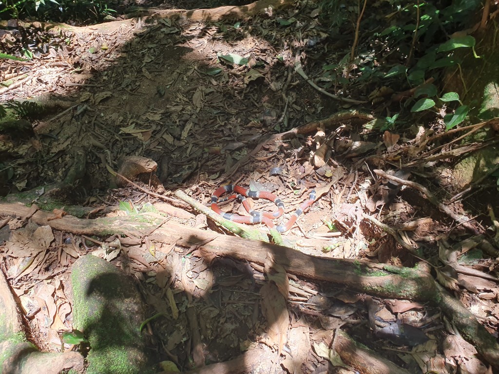 Quase no final da trilha aquelas surpresas do coração quase sair pela boca depois de quase pisar na criança.