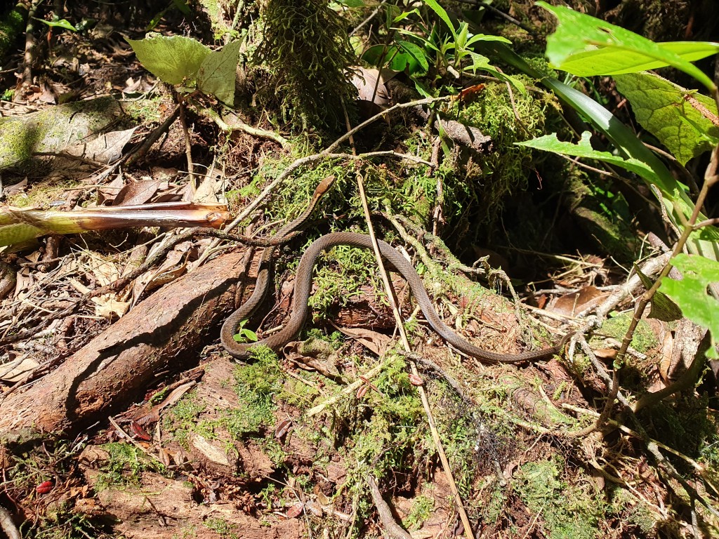 Com o calor que fazia era difícil não encontrar alguma cobra pelo caminho